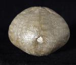 Micraster brevis DESOR in AGASSIZ & DESOR 1847 - Bild © FossNet FossilienStore